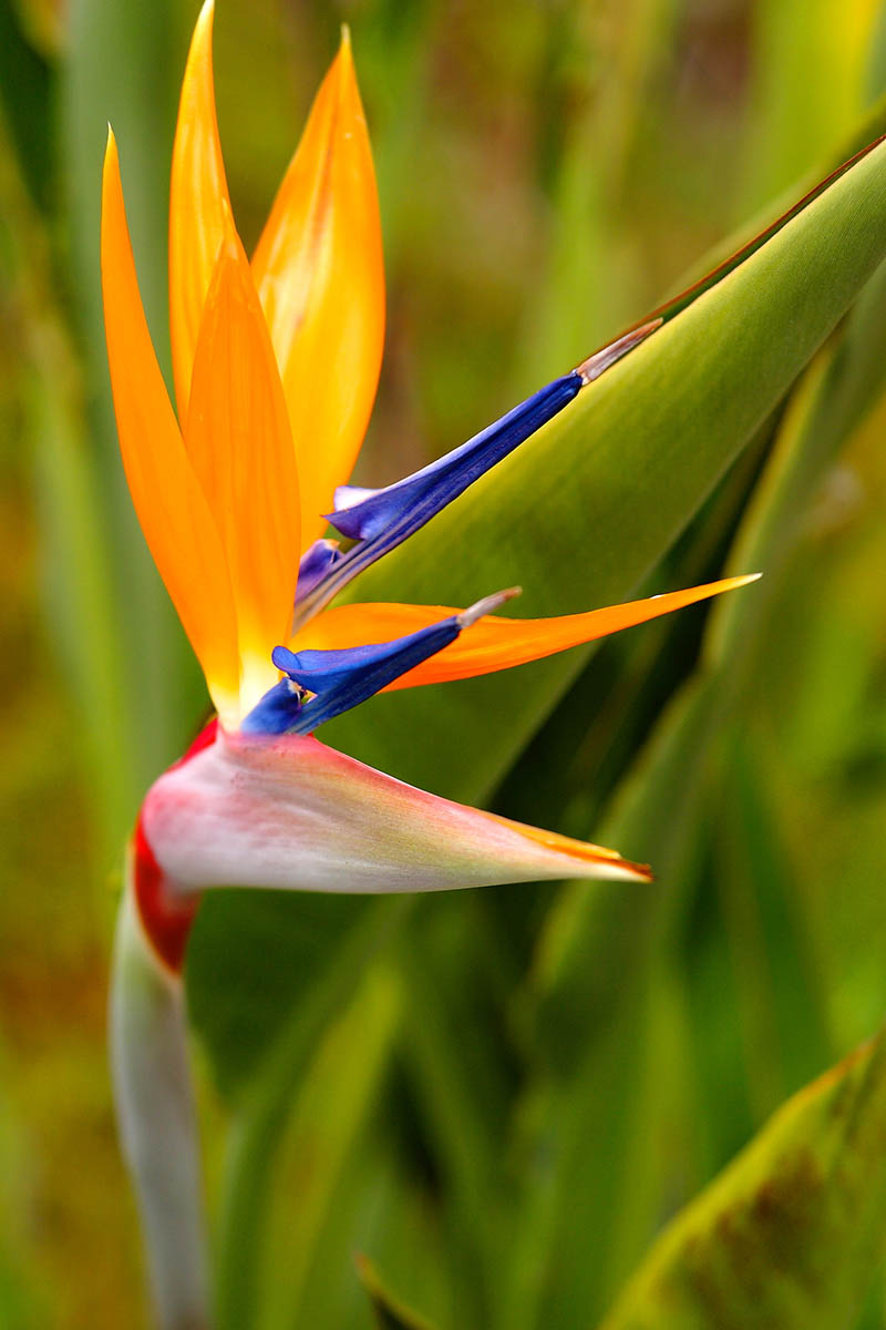تصویر نزدیک عمودی از یک گل پرنده بهشتی نارنجی، آبی و قرمز که در زیر نور آفتاب روی پس‌زمینه‌ای با فوکوس ملایم سبز به تصویر کشیده شده است.