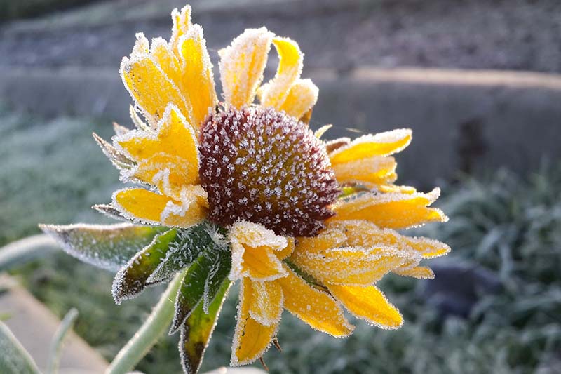 تصویر افقی نزدیک از یک گل زرد روشن پوشیده از گرد و غبار ملایم یخبندان که در نور آفتاب روشن روی پس‌زمینه‌ای با فوکوس ملایم تصویر شده است.