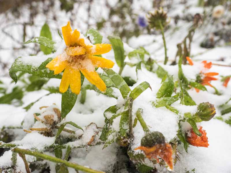 نمای نزدیک از گل همیشه بهار گلدانی زرد پوشیده از یخ و برف که روی پس‌زمینه فوکوس ملایم تصویر شده است.