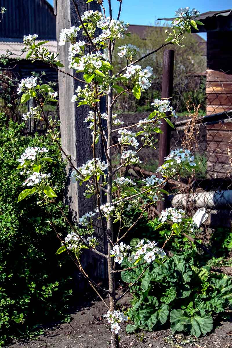 تصویر عمودی نزدیک از یک درخت میوه جوان کاشته شده در باغ با حصاری با فوکوس ملایم در پس‌زمینه.