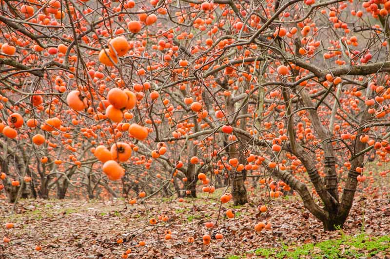 تصویری افقی از یک باغ کره ای از درختان دیوسپیروس کاکی با میوه نارنجی رسیده آماده برای چیدن، با برگ های پاییزی که درختان را احاطه کرده اند.