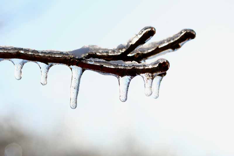 تصویر افقی نزدیک از یک شاخه پوشیده از یخ که در پس‌زمینه‌ای با فوکوس ملایم تصویر شده است.