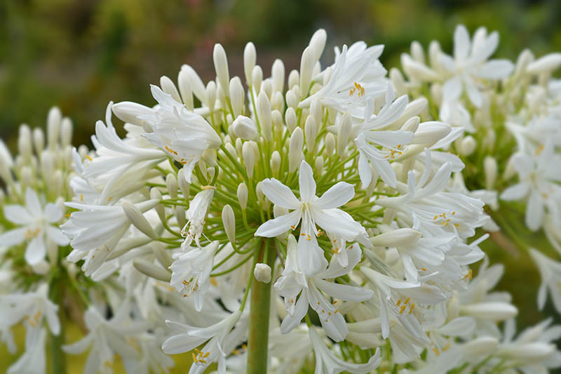 تصویر افقی نزدیک از گل‌های سفید درخشان «آلبوس» که در باغ رشد می‌کنند، روی پس‌زمینه‌ای با فوکوس نرم.