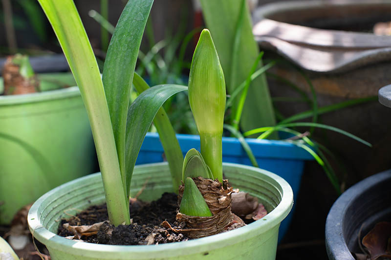 یک تصویر افقی نزدیک از یک Hippeastrum در حال رشد در یک گلدان پلاستیکی سبز رنگ با شاخه های کوچک در کنار.