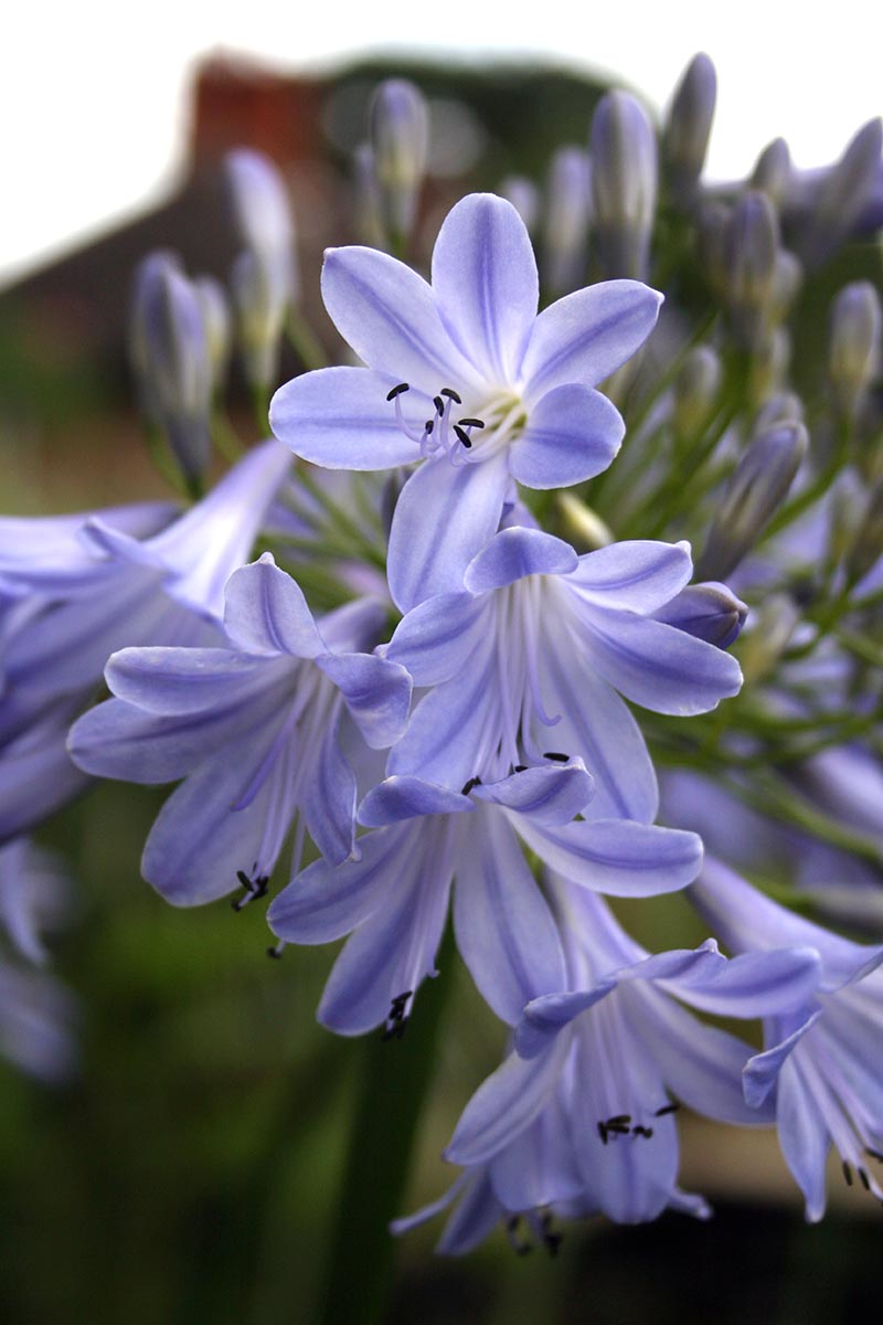 تصویر عمودی نزدیک از گل‌های آبی و سفید ظریف گونه‌ی آگاپانتوس «Angela» که در باغ رشد می‌کند، روی پس‌زمینه‌ای با فوکوس ملایم تصویر شده است.