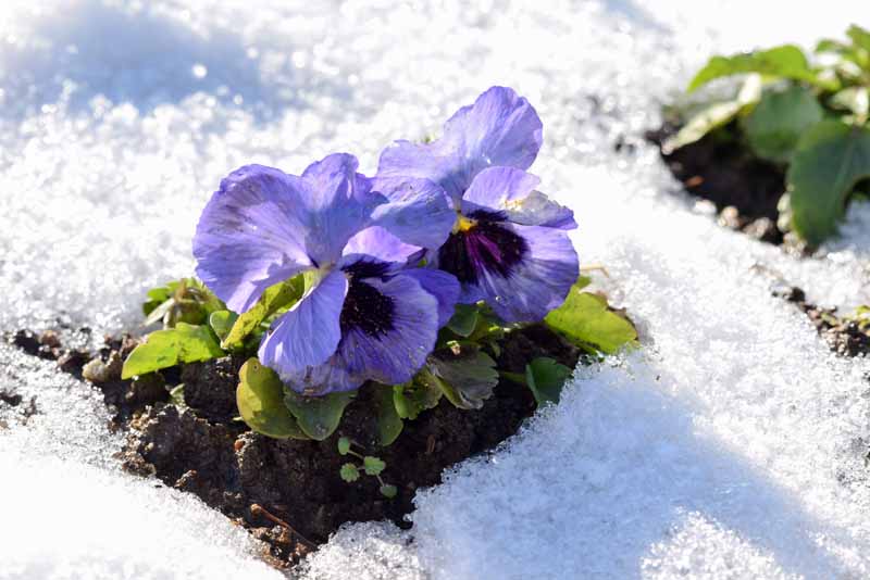 تصویر افقی نزدیک از گل‌های آبی روشن که توسط برف احاطه شده‌اند، در زیر نور آفتاب روشن.