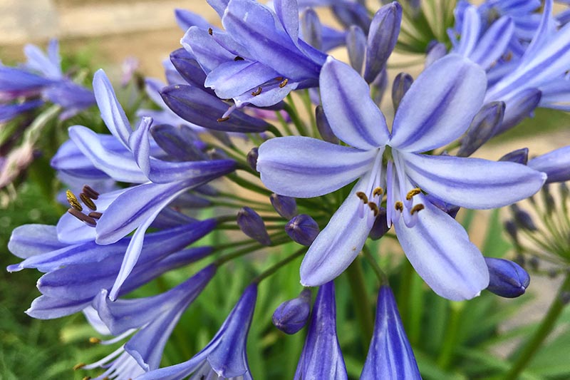تصویر افقی نزدیک از گل‌های «Blue Yonder» که در باغ رشد می‌کنند، روی پس‌زمینه‌ای با فوکوس نرم.