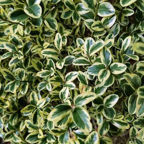 تصویر مربع نزدیک از شاخ و برگ های رنگارنگ Buxus sempervirens 'Variegata' در حال رشد در باغ.