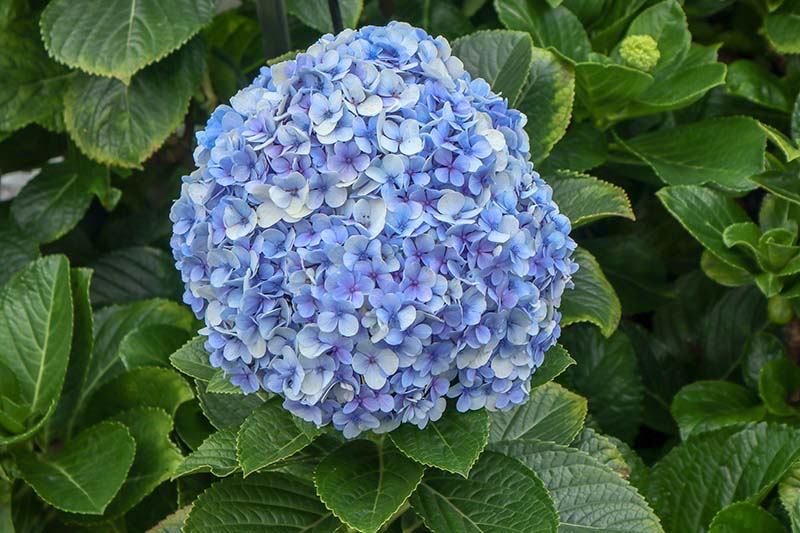 تصویر افقی نزدیک از یک گل آبی بزرگ که در باغ احاطه شده توسط شاخ و برگ رشد می کند.