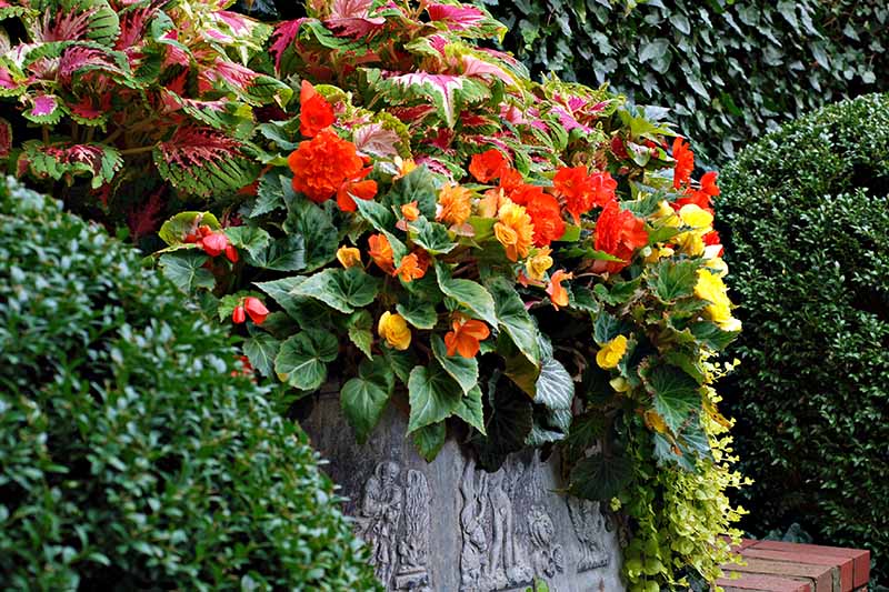 تصویر افقی نزدیک از کاشت ترکیبی از گل‌های یکساله و شاخ و برگ‌های رنگارنگ روی یک عرشه آجری با گیاهان همیشه سبز در فوکوس ملایم در پس‌زمینه.