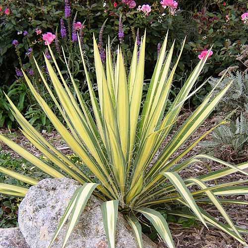 تصویر مربع نزدیک از Yucca filamentosa 'Color Guard' در حال رشد در باغ با انواع درختچه های چند ساله در پس زمینه.