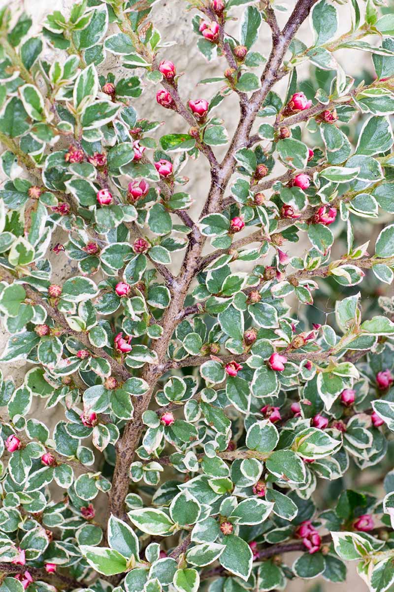 تصویر عمودی نزدیک از Cotoneaster horizontalis 'Variegatus' که دیواری در باغ با توت های قرمز روشن و شاخ و برگ سبز و سفید بزرگ می کند.