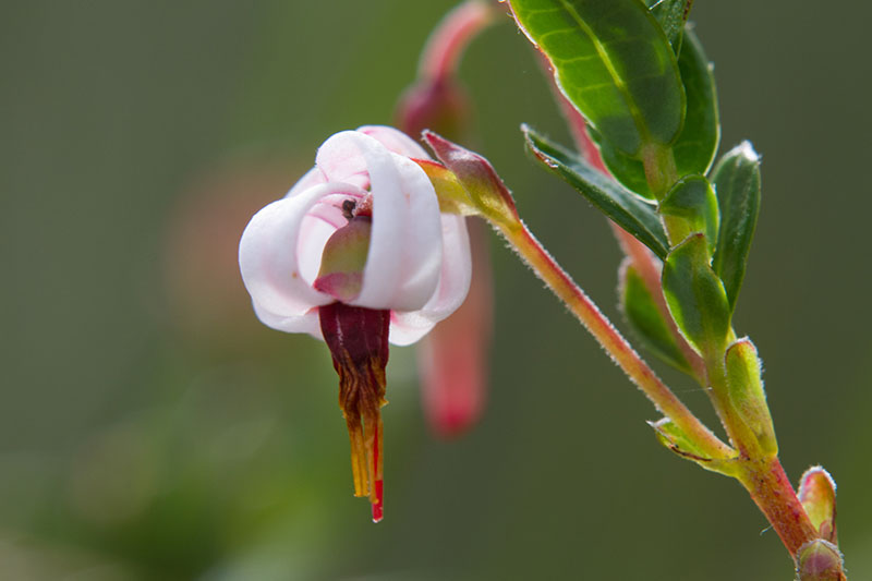 تصویر افقی نزدیک از گل یک گیاه Vaccinium macrocarpon که روی پس‌زمینه فوکوس ملایم تصویر شده است.