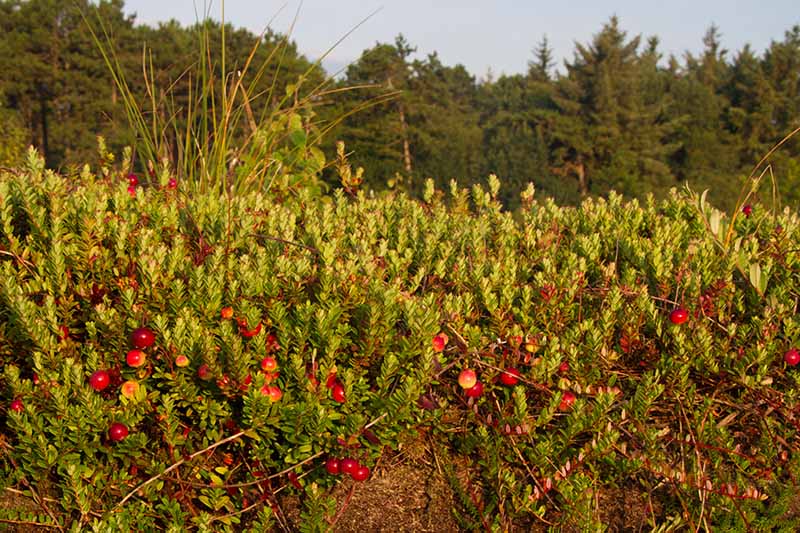 تصویری افقی از Vaccinium macrocarpon در حال رشد در باغ با توت های قرمز روشن و درختان با فوکوس ملایم در پس زمینه.