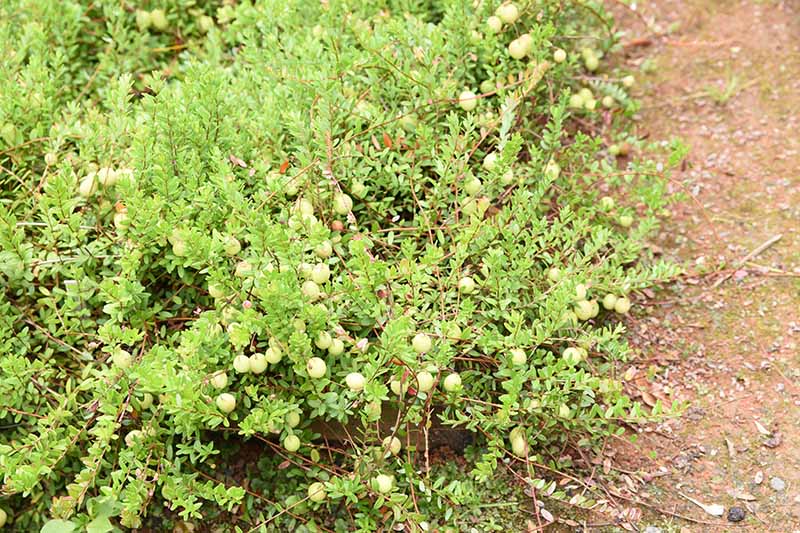 تصویر افقی نزدیک از درختچه‌های Vaccinium macrocarpon که در باغ در کنار مسیری رشد می‌کنند، با توت‌های سبز و نارس.