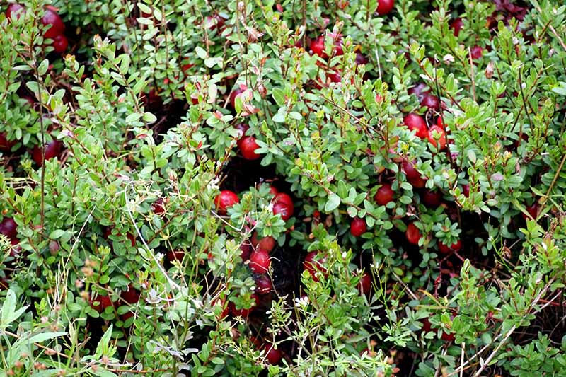 تصویر افقی نزدیک از Vaccinium macrocarpon در حال رشد در باغ با میوه های قرمز روشن و شاخ و برگ سبز نرم.