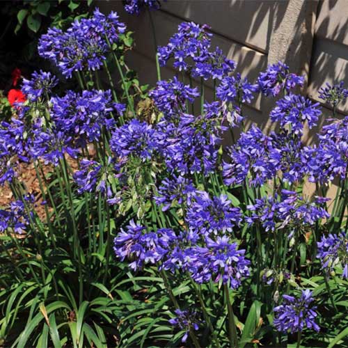 تصویر مربعی نزدیک از گل‌های «Ever Sapphire» که در حاشیه باغی در حال رشد هستند، در زیر نور آفتاب با دیواری با فوکوس ملایم در پس‌زمینه.