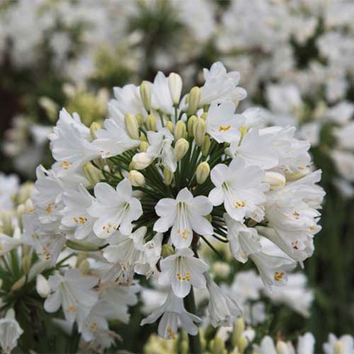تصویر مربع نزدیک از یک گل سفید "همیشه سفید" که در باغ در حال رشد است که روی پس‌زمینه‌ای با فوکوس ملایم تصویر شده است.