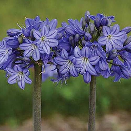 تصویر مربع نزدیک از گل‌های «کهکشانی آبی» که در باغ رشد می‌کنند، روی پس‌زمینه فوکوس نرم.