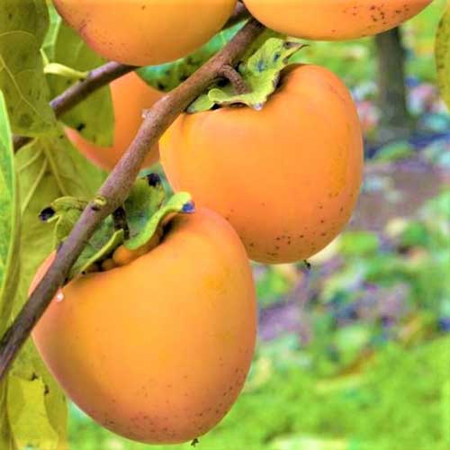 تصویر مربع نزدیک از میوه نارنجی روشن Diospyros kaki 'Hachiya' که در باغ در حال رشد است، روی یک پس‌زمینه فوکوس نرم.
