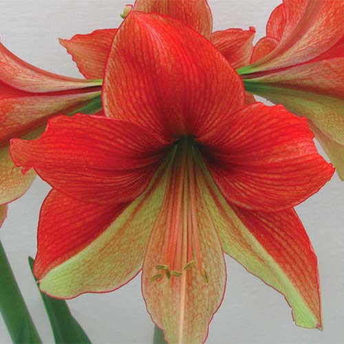 تصویر مربع نزدیک از Hippeastrum "نیم و نیم" با گلبرگ های دو رنگ قرمز و زرد که در پس زمینه ای با فوکوس ملایم تصویر شده است.