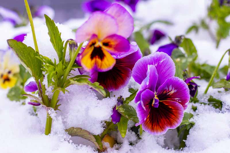 تصویر افقی نزدیک از گل‌های دو رنگ بنفش و نارنجی روشن که در برف رشد می‌کنند، در زیر نور آفتاب در پس‌زمینه‌ای با فوکوس ملایم تصویر شده است.