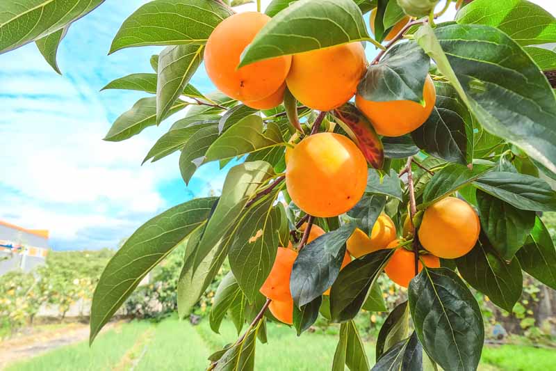 تصویر افقی نزدیک از میوه‌های نارنجی Diospyros Kaki در حال رسیدن روی درخت در تصویر روی آسمان آبی، پس‌زمینه با فوکوس نرم.