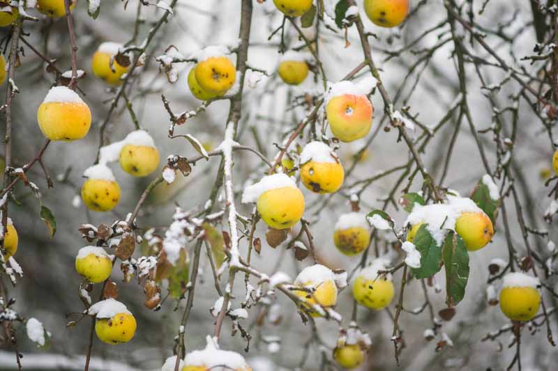 تصویر افقی نزدیک از درخت سیب در زمستان با برف روی شاخه‌ها و میوه‌ها که در پس‌زمینه‌ای با فوکوس ملایم تصویر شده است.