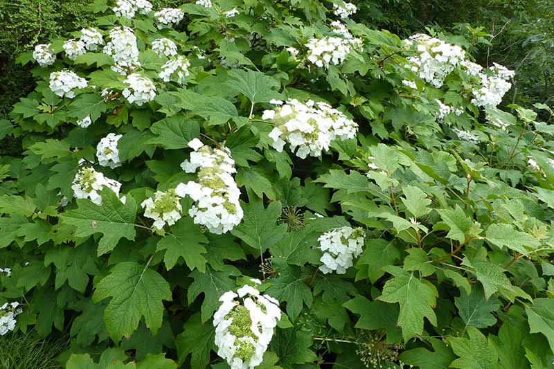 تصویر افقی نزدیک از Hydrangea quercifolia با گل‌های سفید، در حال رشد در باغ.