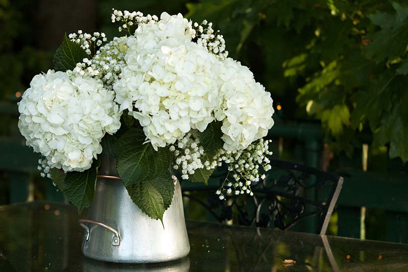 تصویر افقی نزدیک از یک گلدان فلزی با گل‌های بریده سفید که روی یک میز در فضای باز چیده شده است، که روی پس‌زمینه تیره با فوکوس ملایم تصویر شده است.