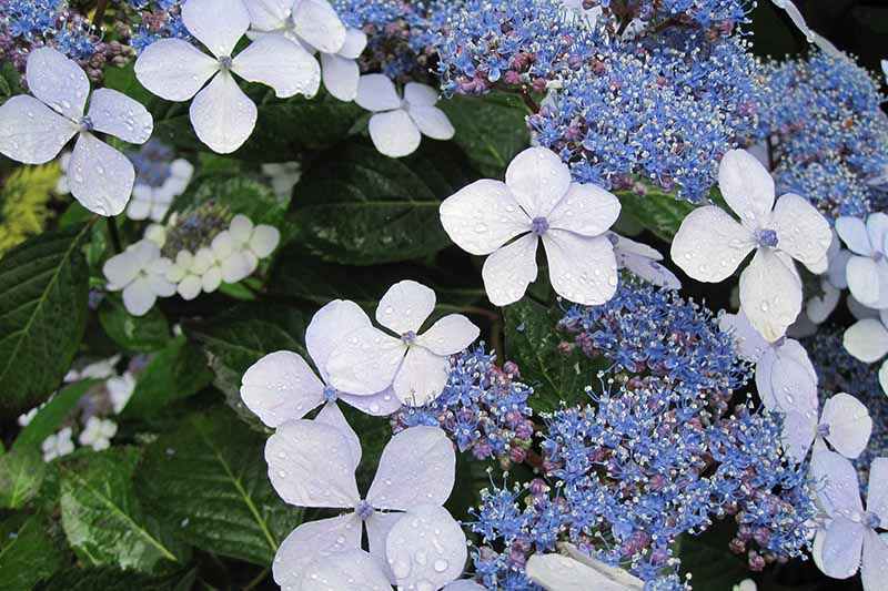 تصویری افقی نزدیک از گل‌های آبی گل‌های ادریسی در حال رشد در باغ که روی پس‌زمینه‌ای با فوکوس ملایم به تصویر کشیده شده است.