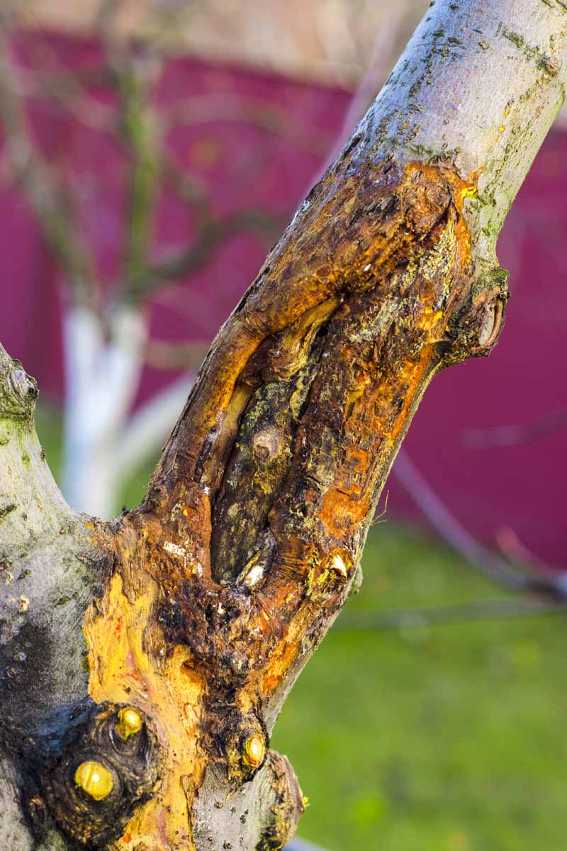 تصویر عمودی نزدیک از ترک‌های بزرگ در شاخه‌ها در نتیجه یخ زدگی، که روی پس‌زمینه فوکوس نرم به تصویر کشیده شده است.