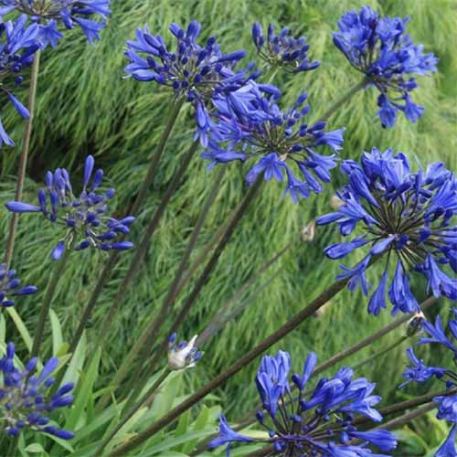 تصویر مربع نزدیک از گل‌های آبی روشن «چشمه آبی کوچک» در حال رشد در باغ با شاخ و برگ با فوکوس ملایم در پس‌زمینه.