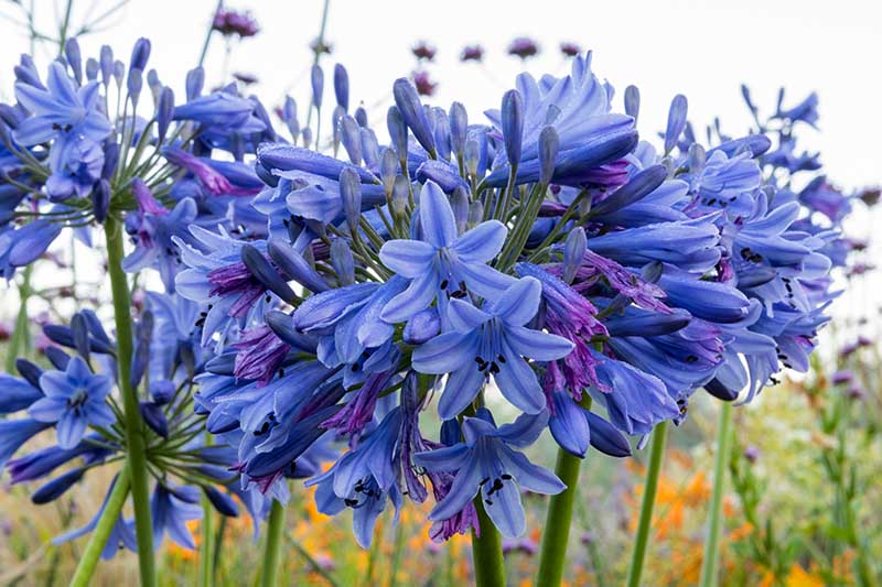 تصویر افقی نزدیک از گل‌های آبی تیره «مارگارت» که در باغ رشد می‌کنند، در زیر نور آفتاب روی پس‌زمینه‌ای با فوکوس ملایم تصویر شده است.