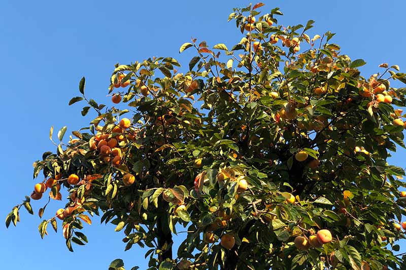 تصویر افقی نزدیک از یک درخت بزرگ Diospyros کاکی که در باغی مملو از میوه در حال رشد است که در پس زمینه آسمان آبی تصویر شده است.