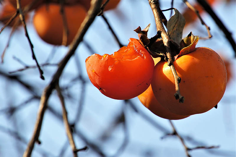 تصویر افقی نزدیک از میوه خرمالو به رنگ نارنجی روشن که توسط حیوانات قبل از برداشت خورده شده است، روی پس‌زمینه فوکوس ملایم تصویر شده است.