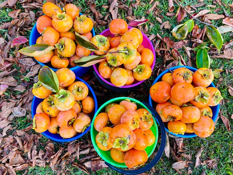 تصویر افقی نزدیک از سطل های رنگارنگ پر از میوه های تازه چیده شده روی زمین در باغ.