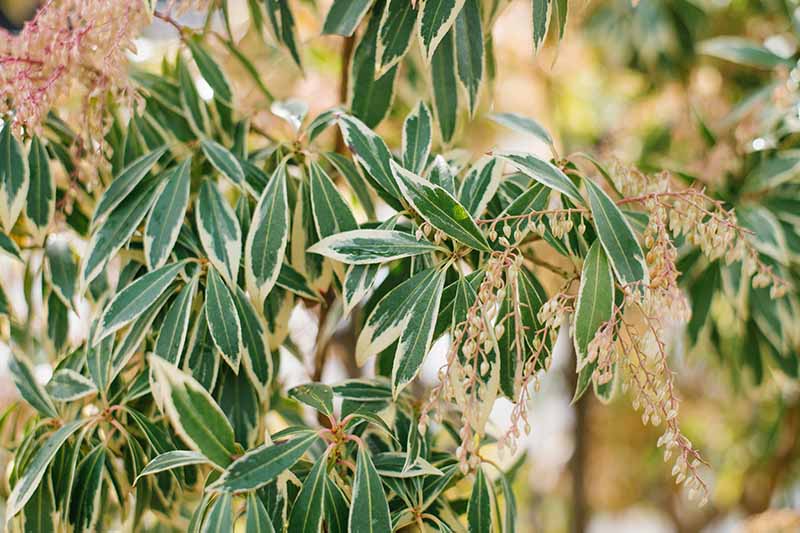 تصویر افقی نزدیک از Pieris japonica 'Variegata' که در باغ در حال رشد است که در پس‌زمینه‌ای با فوکوس ملایم تصویر شده است.