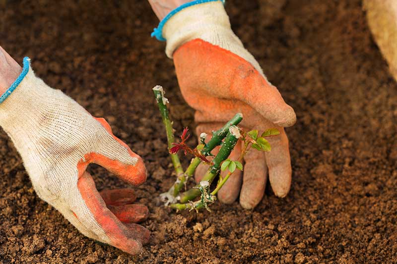 تصویر افقی نزدیک از دو دست دستکش از سمت چپ قاب در حال کاشت یک گیاه کوچک در خاک غنی در باغ.