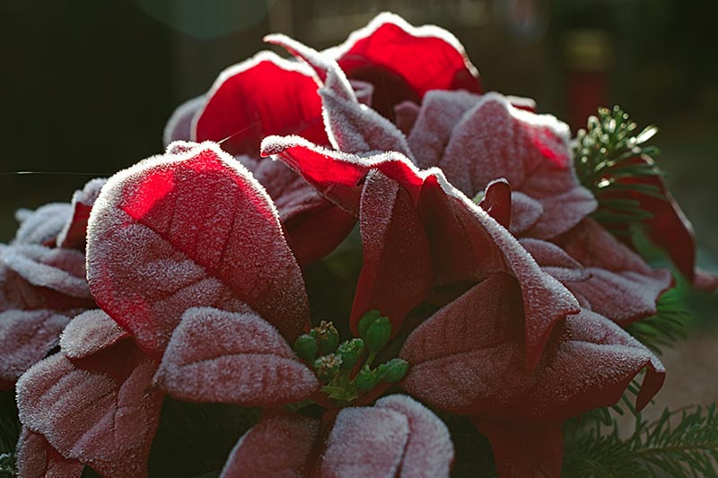 تصویر افقی نزدیک از براکت های قرمز روشن گیاه Euphorbia pulcherrima پوشیده شده در یخبندان ملایم که در آفتاب فیلتر شده در پس زمینه ای با فوکوس ملایم تصویر شده است.