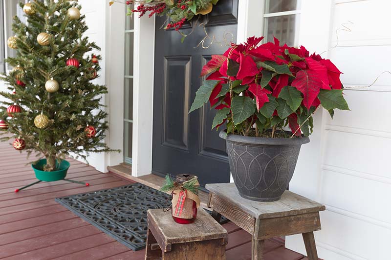تصویری افقی از ورودی خانه ای که برای تعطیلات تزئین شده است با یک درخت کریسمس در سمت چپ قاب و یک گیاه قرمز روشن در سمت چپ درب.