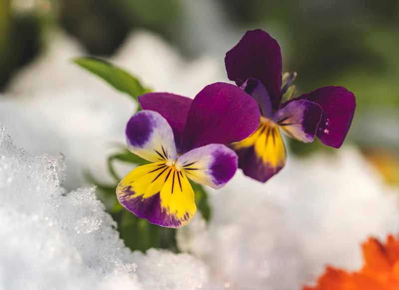 تصویر افقی نزدیک از گل‌های بنفش روشن که در برف رشد می‌کنند، روی پس‌زمینه فوکوس ملایم تصویر شده است.