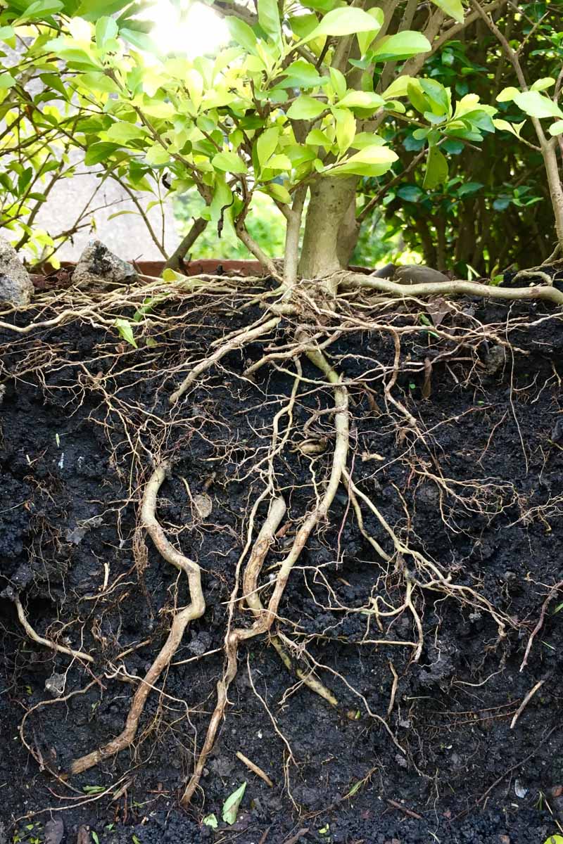 یک تصویر عمودی نزدیک از یک گیاه که خاک اطراف ریشه‌هایش برداشته شده تا در معرض هوا قرار بگیرد.