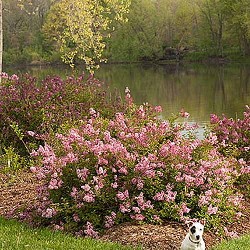 تصویر مربع نزدیک از Syringa vulgaris "بوی و حساسیت" در حال رشد در کنار رودخانه با گل‌های صورتی روشن و سگی در پیش‌زمینه.