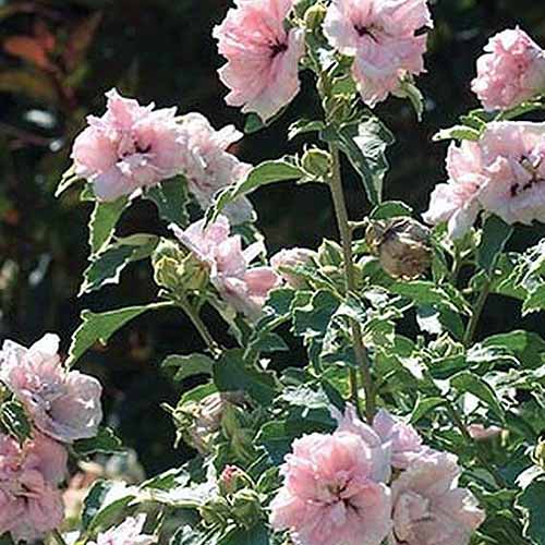 تصویر مربع نزدیک از گل‌های صورتی روشن Hibiscus syriacus "Sugar Tip" در حال رشد در باغ که در زیر نور آفتاب روشن روی پس‌زمینه‌ای با فوکوس ملایم تصویر شده است.