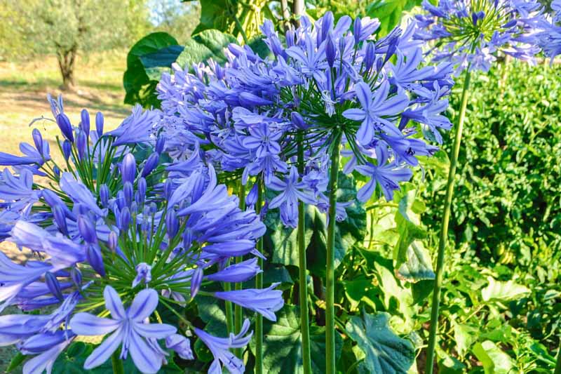 تصویر افقی نزدیک از گل‌های آبی روشن در حال رشد در باغ که در زیر نور آفتاب در پس‌زمینه‌ای با فوکوس ملایم به تصویر کشیده شده است.