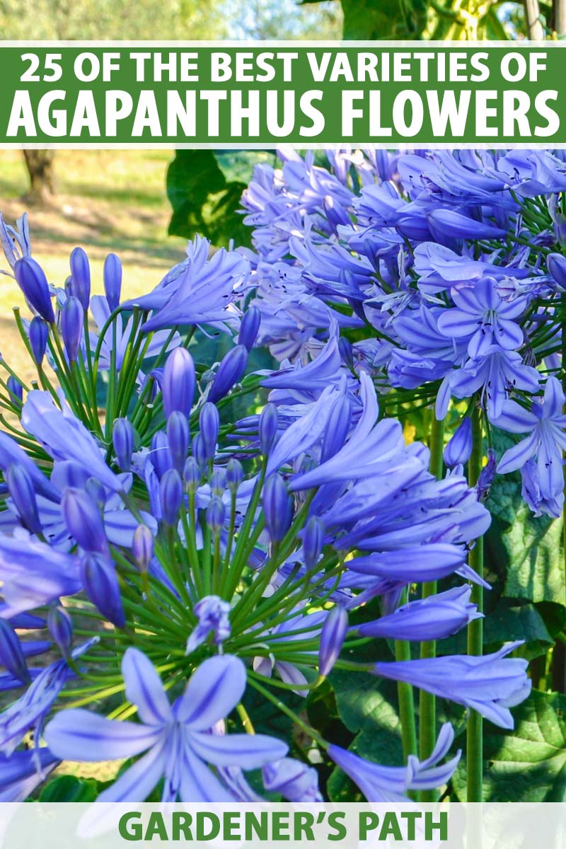 تصویر نزدیک عمودی از گل‌های آبی روشن که در باغ تابستانی رشد می‌کنند، در زیر نور آفتاب روشن در پس‌زمینه‌ای با فوکوس نرم.  در بالا و پایین کادر، متن سبز و سفید چاپ شده است.