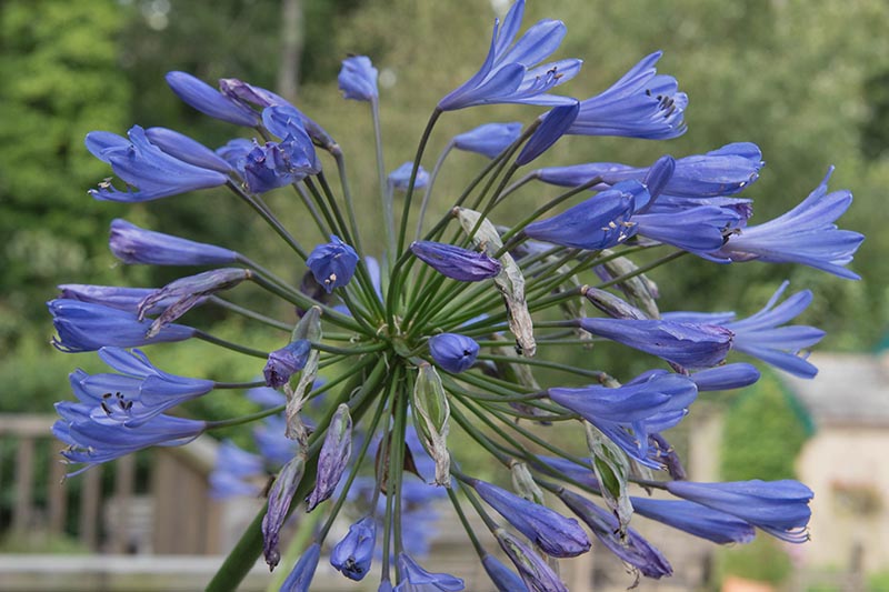 تصویر افقی نزدیک از گل‌های «تورنادو» آبی روشن که روی پس‌زمینه فوکوس ملایم تصویر شده‌اند.
