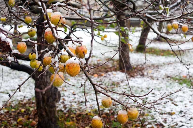 تصویر نزدیک از سیب‌های برداشت نشده روی درختی پوشیده از گرد و غبار ملایم برف که در پس‌زمینه‌ای با فوکوس ملایم تصویر شده است.