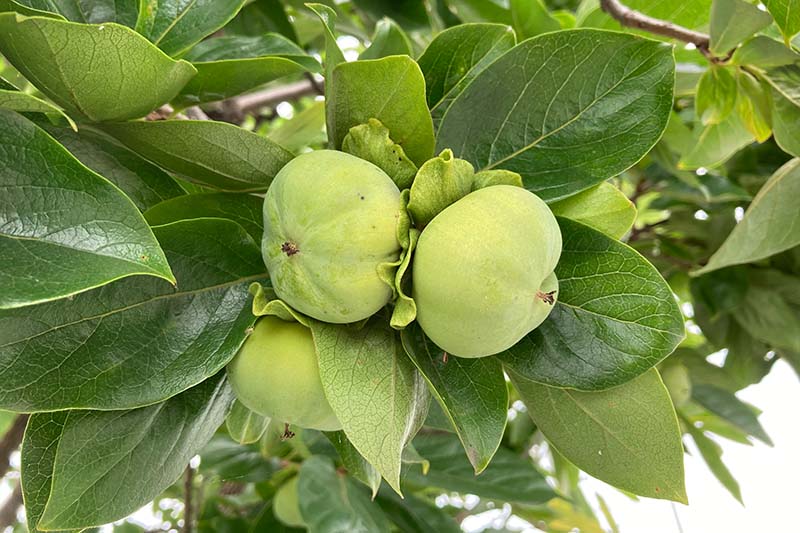 تصویر افقی نزدیک از میوه نارس Diospyros کاکی در حال رشد روی درخت که در تصویر پس‌زمینه‌ای با فوکوس ملایم در حال رشد است.